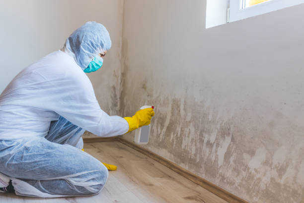 Licensed Mold Testing service in Quincy, MI - WQB Mold Removal