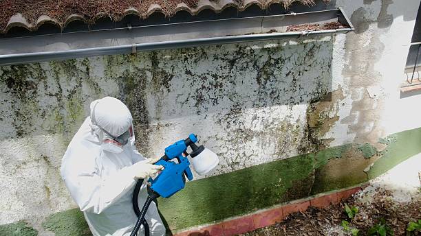 Top rated local Mold Testing specialists in Quincy, MI